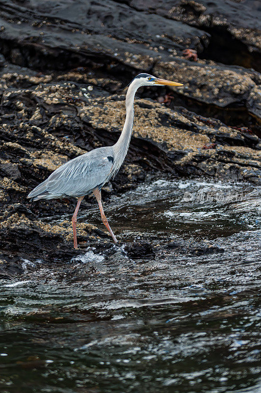 大蓝鹭(Ardea herodias)是鹭科的一种大型涉禽，在北美和中美洲大部分地区的开阔水域和湿地附近，以及南美洲西北部，加勒比海和Galápa都很常见